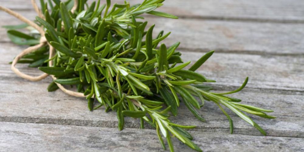 Rosemary là gì? Đặc tính và công dụng của lá hương thảo