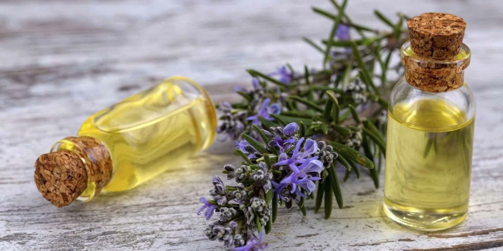 Tác dụng của chiết xuất của cây hương thảo trong chăm sóc sức khỏe