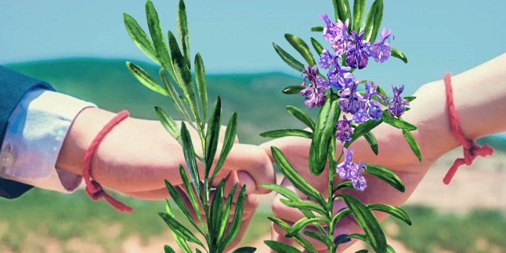 Cây hương thảo biểu tượng của ký ức tình yêu và sức sống bền bỉ