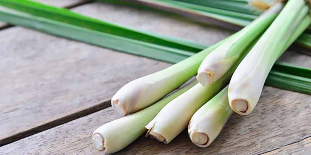 Cắt sả thành từng khúc vừa để bọc chạo tôm